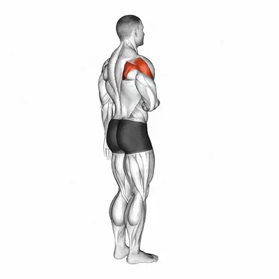 Shoulder - Lateral Rotation (External Rotation) exercise targeting Shoulders