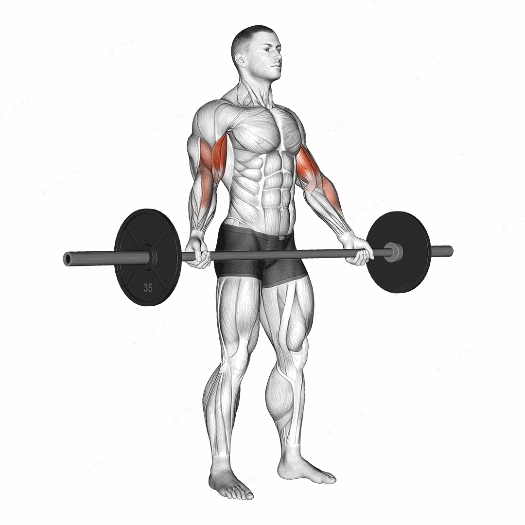 Barbell Standing Wide-Grip Biceps Curl exercise targeting Upper Arms