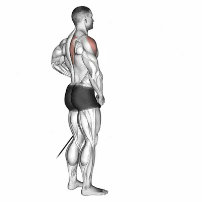 Band front lateral raise exercise targeting Shoulders and Deltoid Anterior