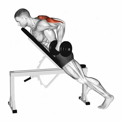 Dumbbell Prone Triceps Kickback exercise targeting Upper Arms and Triceps Brachii