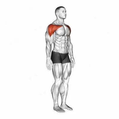 Shoulder - Abduction exercise targeting Shoulders