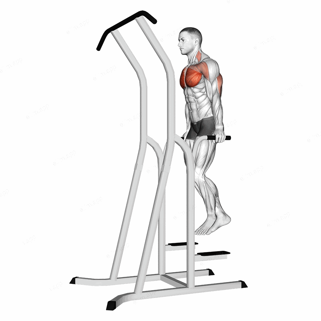 Chest Dip (on dip-pull-up cage) exercise targeting Chest and Pectoralis Major Sternal Head