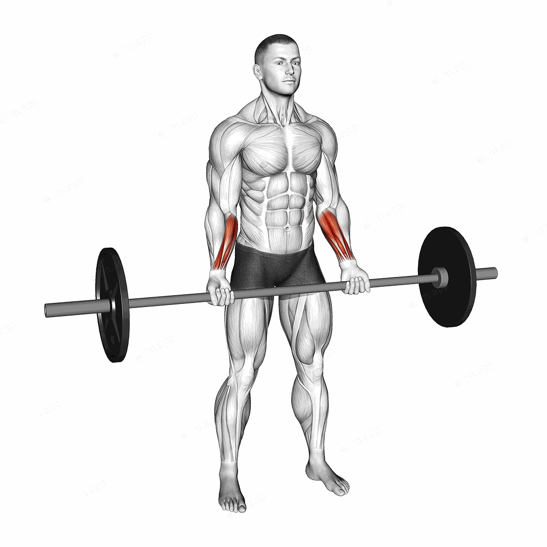 Barbell Standing Wrist Curl exercise targeting Forearms