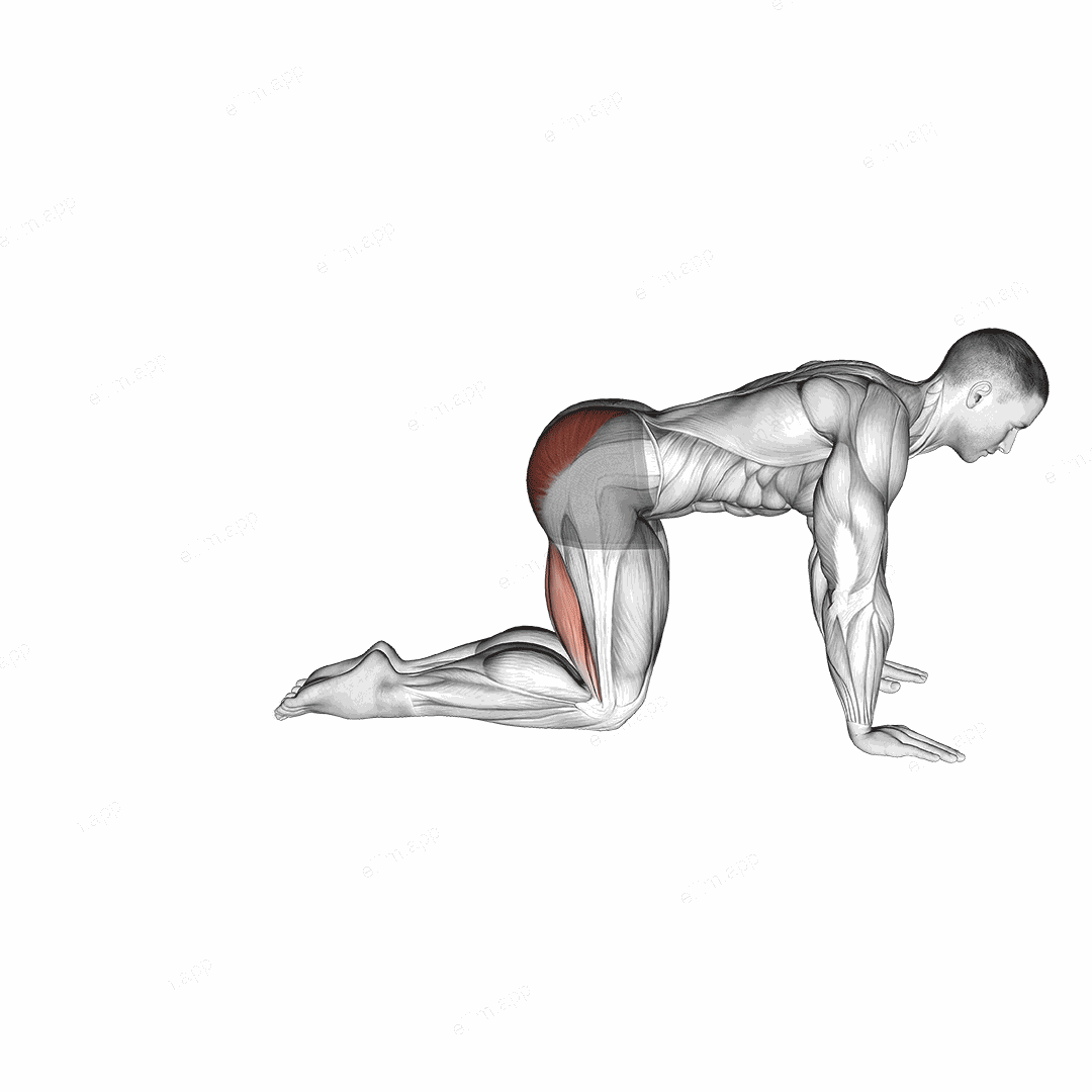 Straight Leg Kickback (kneeling) exercise targeting Hips and Gluteus Maximus