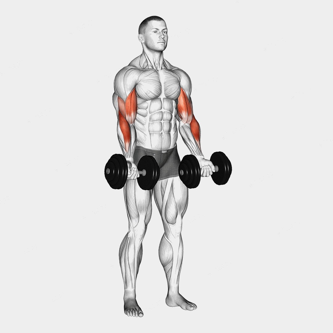 Dumbbell Zottman Curl exercise targeting Upper Arms and Biceps Brachii