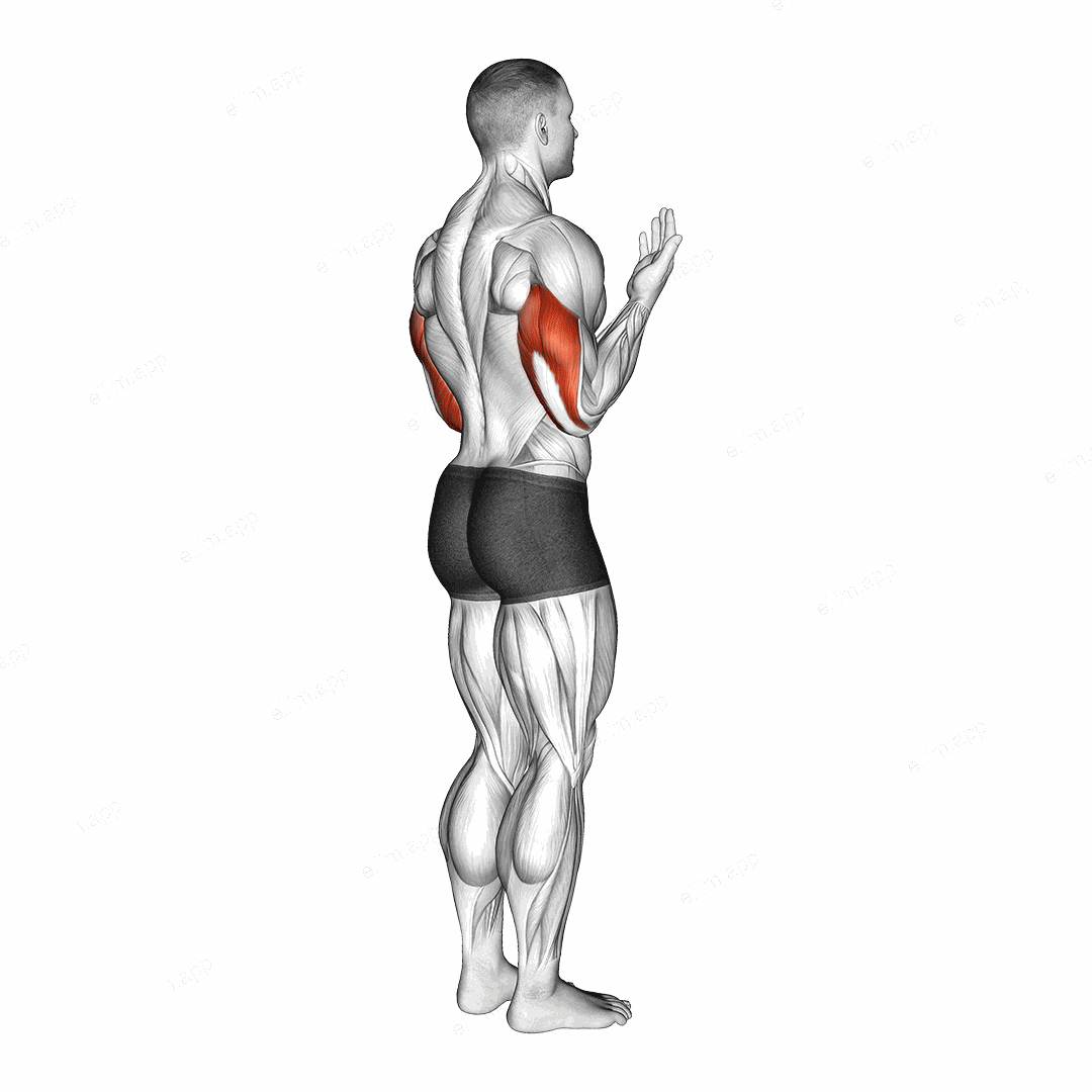 Elbow - Extension exercise targeting Upper Arms