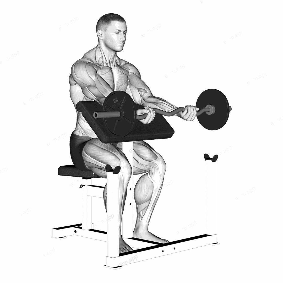 Ez Bar Preacher Arms Stretch exercise targeting Upper Arms