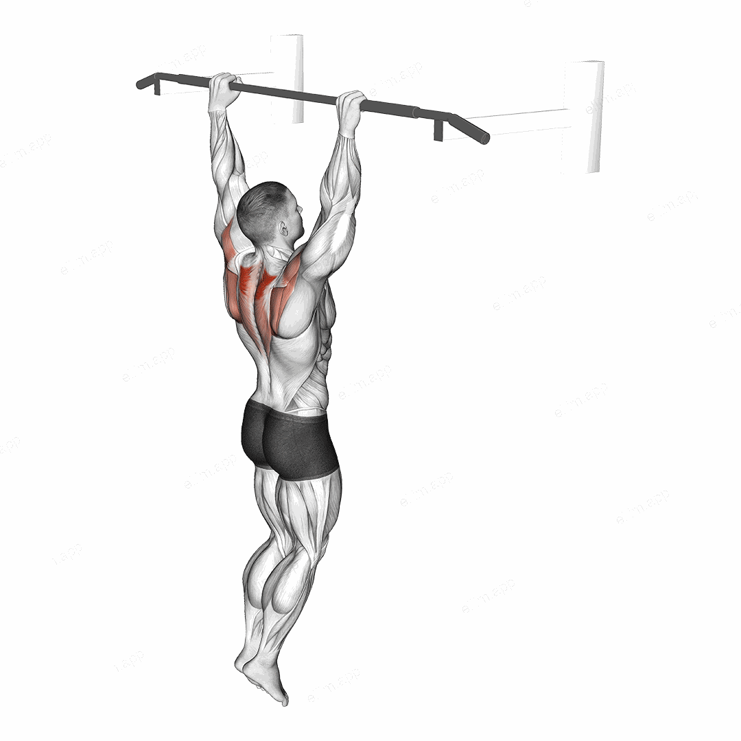 Hanging Scapular Shrug exercise targeting Back