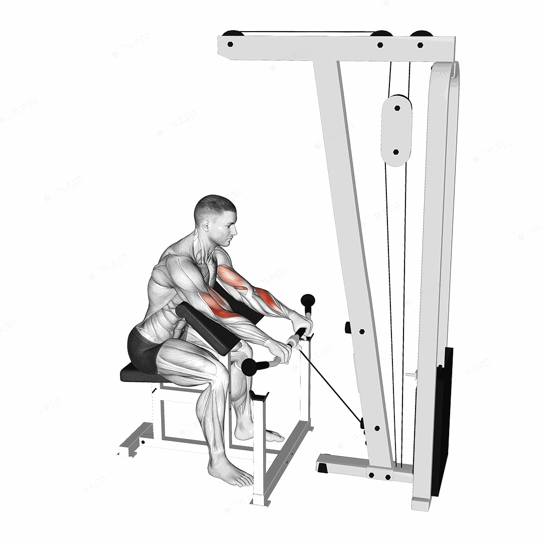 Cable Reverse Preacher Curl exercise targeting Forearms and Brachioradialis