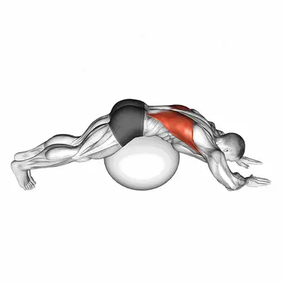 Exercise Ball Lower Back Stretch (Pyramid) exercise targeting Back and Latissimus Dorsi