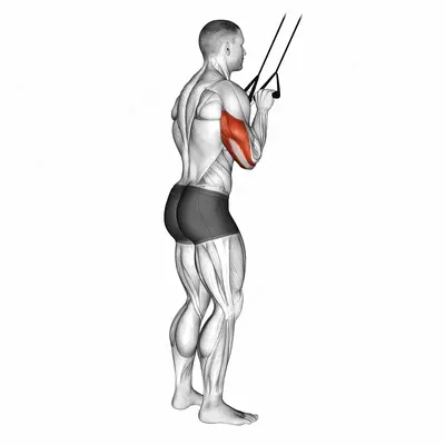 Band Pushdown exercise targeting Upper Arms and Triceps Brachii