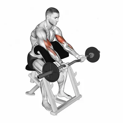 EZ Barbell Preacher Curl exercise targeting Upper Arms