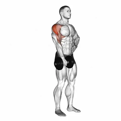 Dumbbell One Arm Upright Row exercise targeting Shoulders and Deltoid Lateral