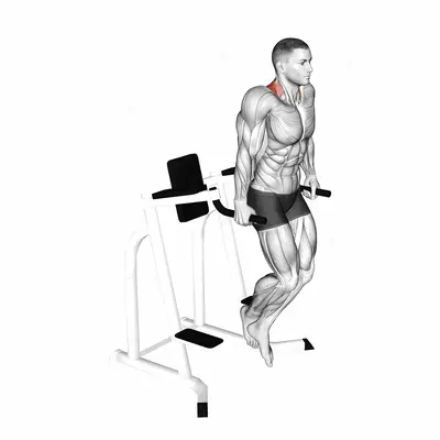 Shrug (on parallel bars) exercise targeting Back