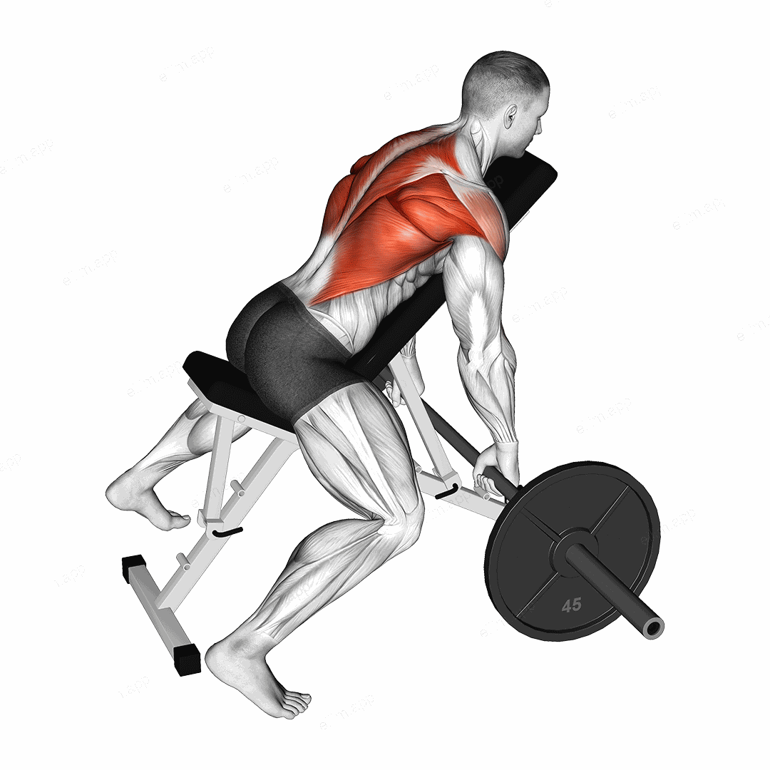 Barbell Incline Row exercise targeting Back and Infraspinatus