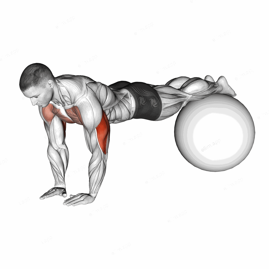 Narrow Push-Up on Exercise Ball exercise targeting Upper Arms and Triceps Brachii