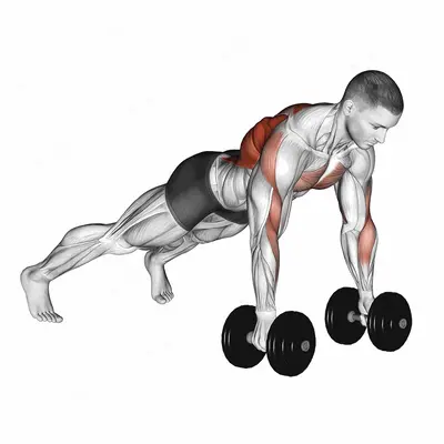 Dumbbell Renegade Row exercise targeting Infraspinatus and Latissimus Dorsi