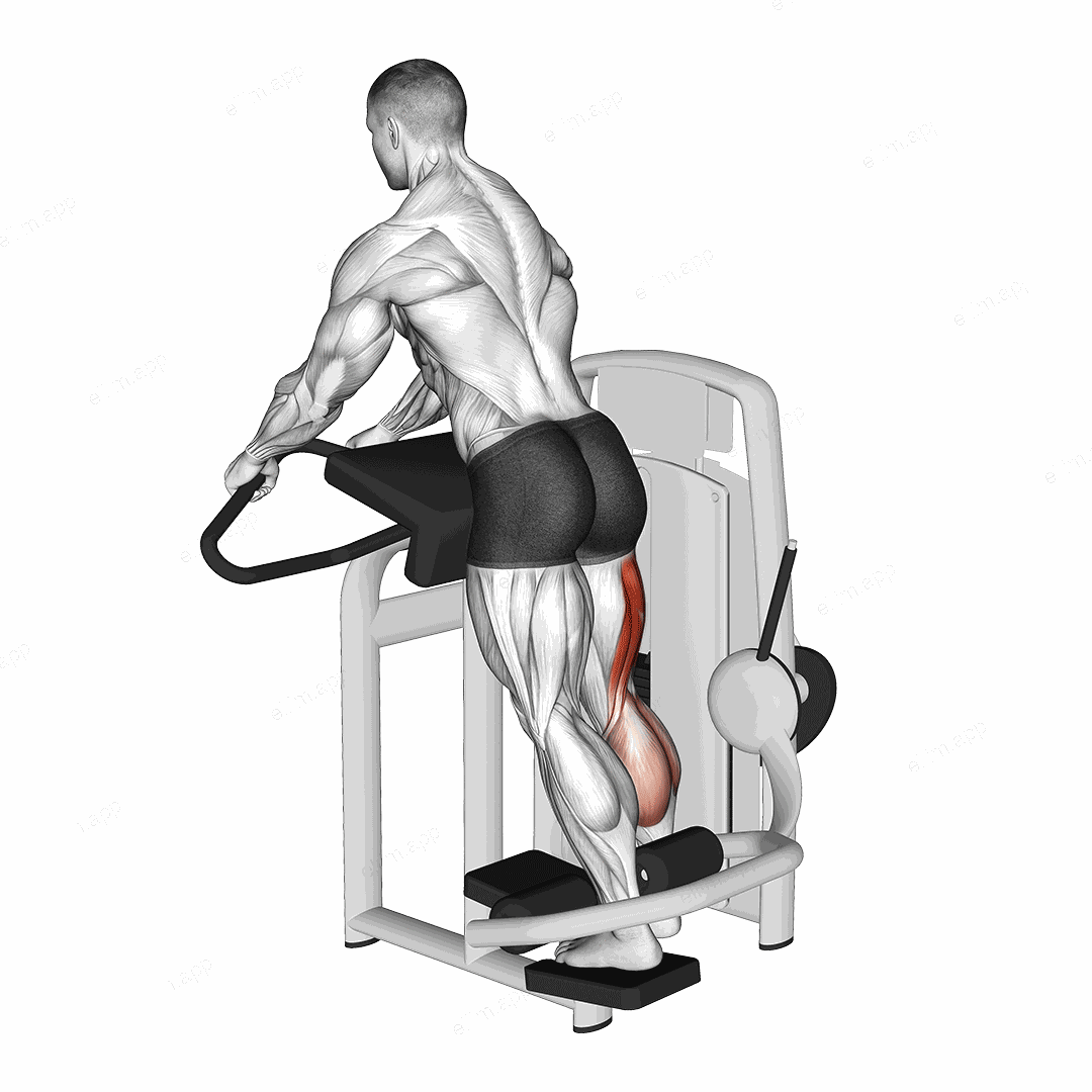 Lever Standing Leg Curl exercise targeting Thighs