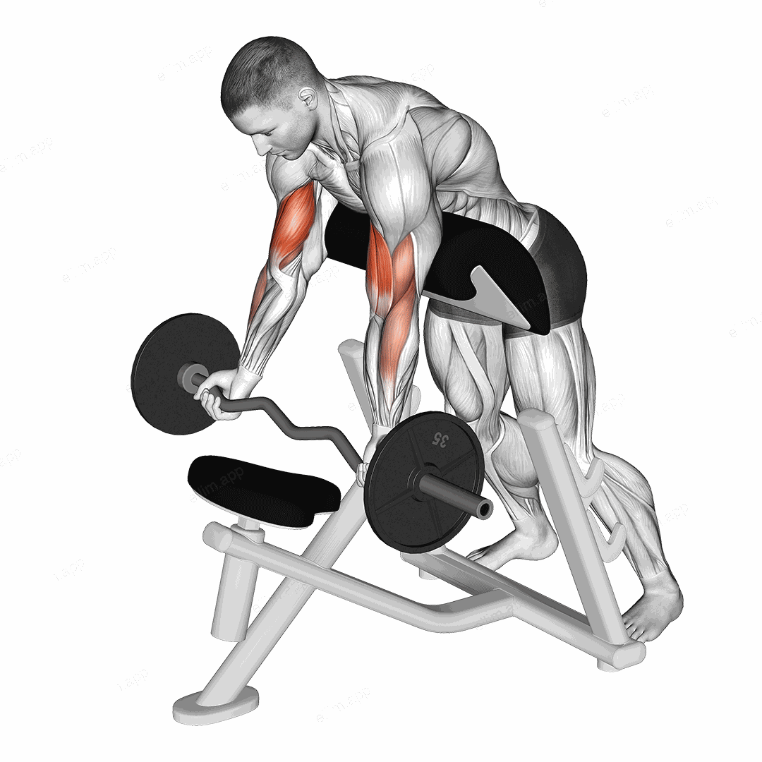 EZ Barbell Standing Preacher Curl exercise targeting Upper Arms