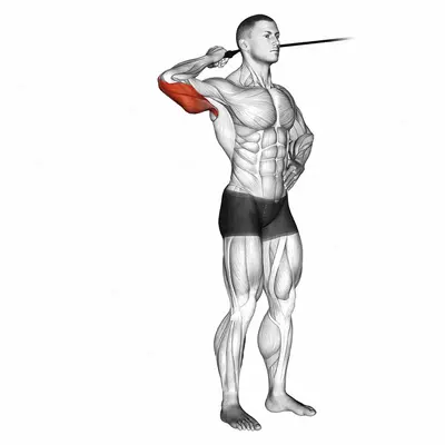 Band side triceps extension exercise targeting Upper Arms and Triceps Brachii