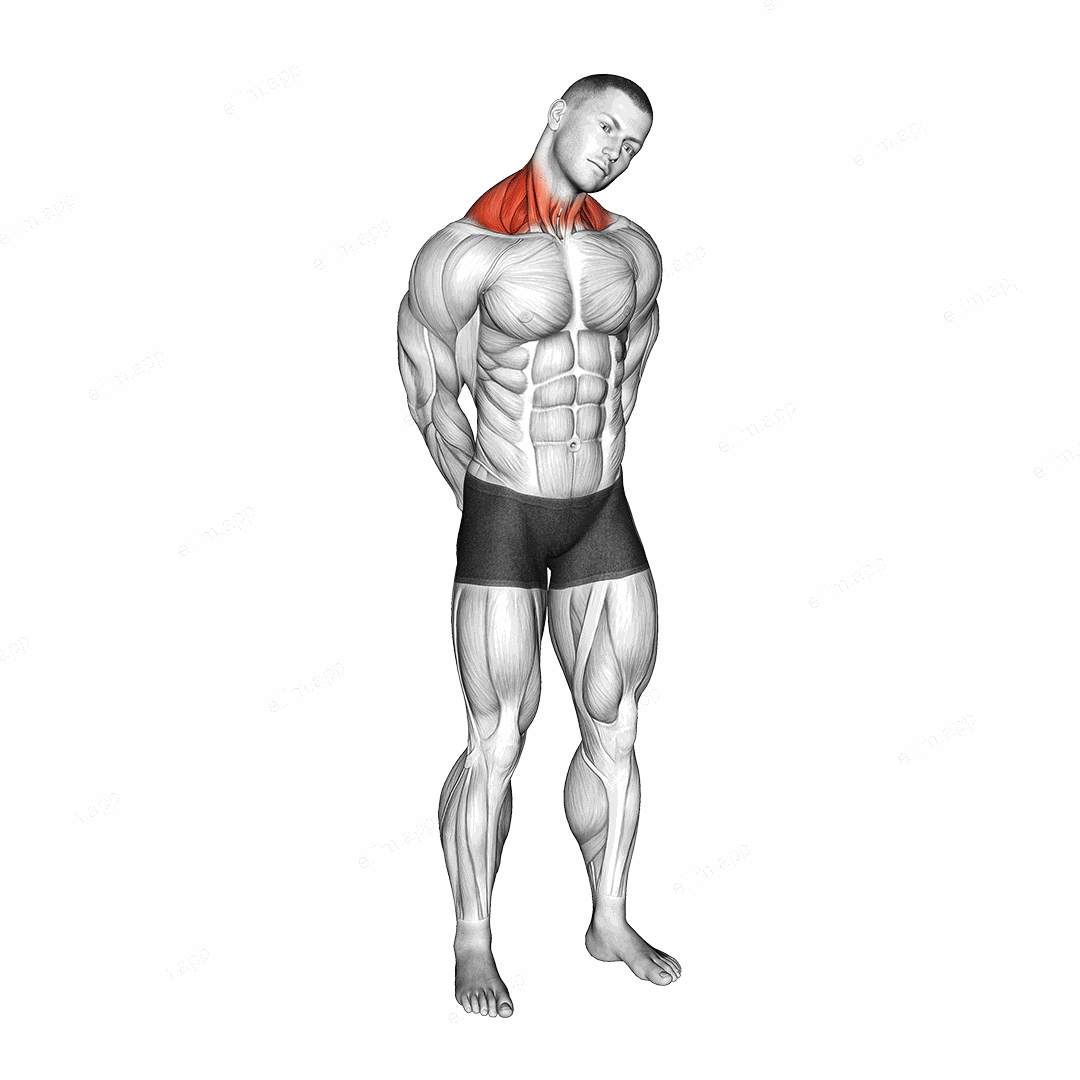 Neck Circle Stretch exercise targeting Neck and Levator Scapulae