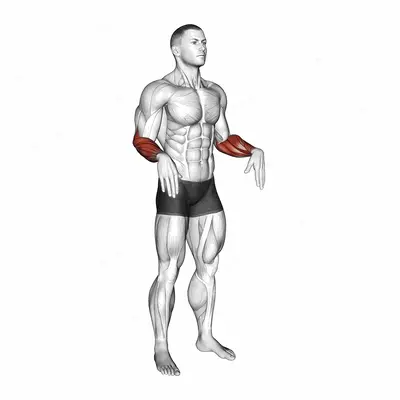 Wrist Circles exercise targeting Forearms and Wrist Extensors