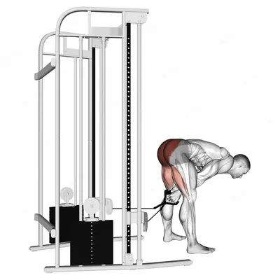 Cable pull through exercise targeting Hips and Gluteus Maximus