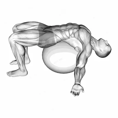 Exercise Ball Back Stretch exercise targeting Back and Erector Spinae
