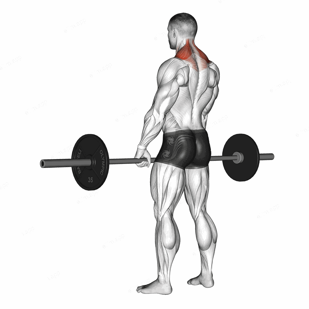 Barbell Shrug exercise targeting Back and Trapezius Upper Fibers