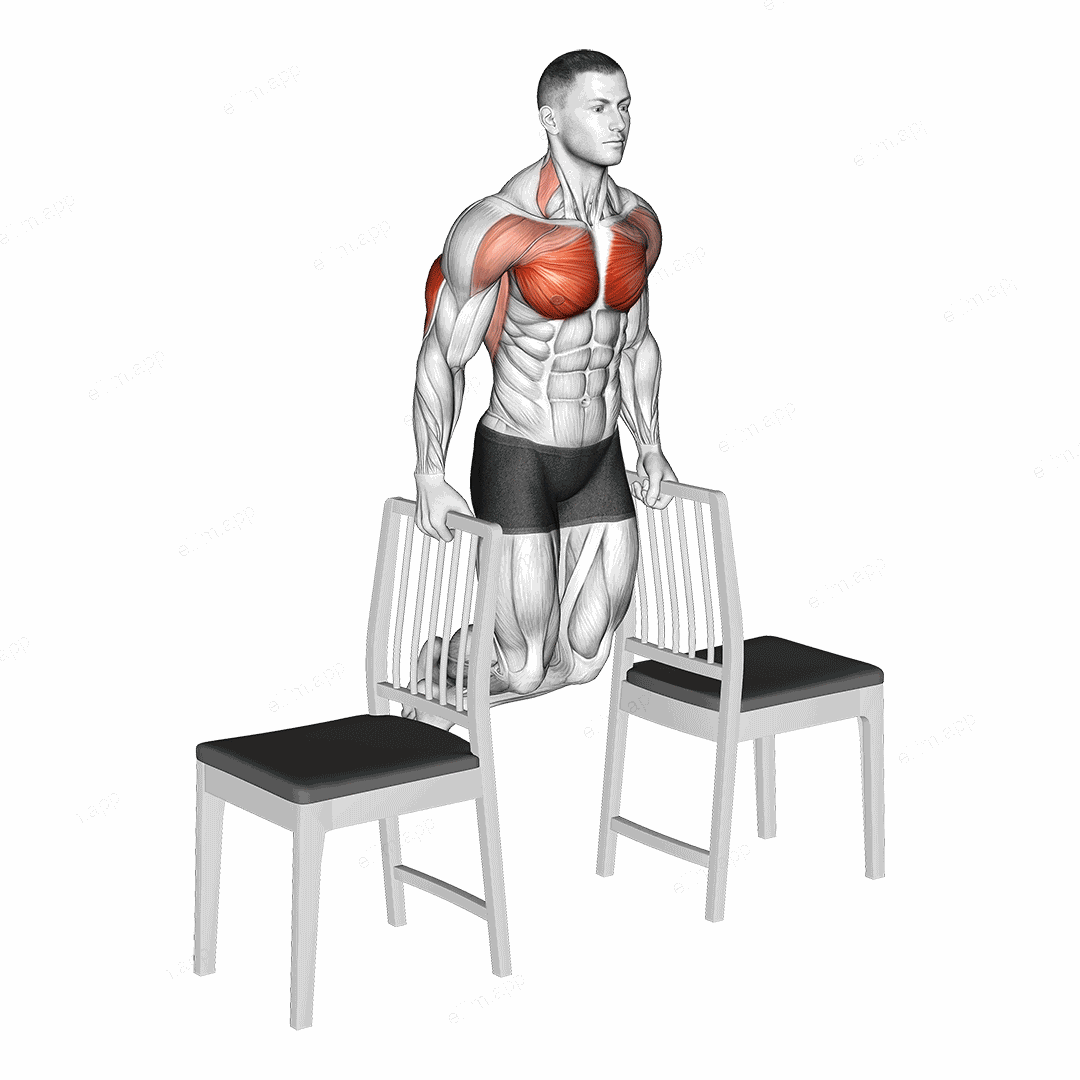 Dips between Chairs exercise targeting Pectoralis Major Sternal Head and Triceps Brachii