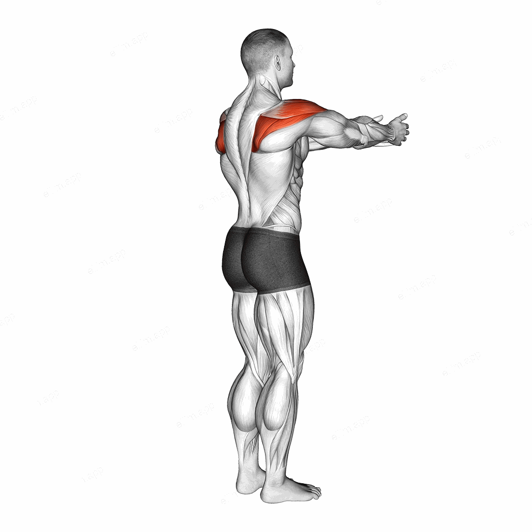 Shoulder - Transverse Abduction exercise targeting Shoulders