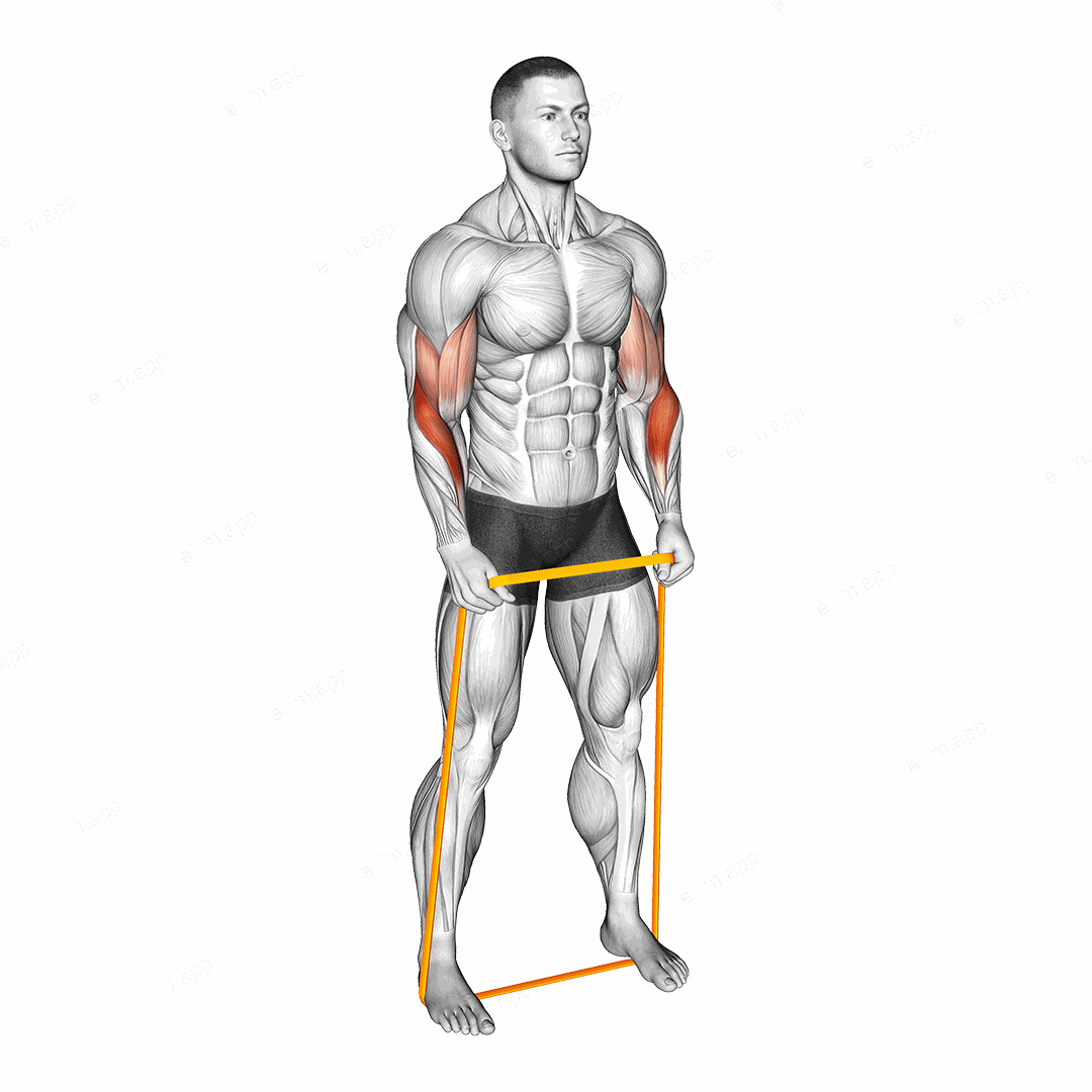 Resistance Band Hammer Curl exercise targeting Forearms and Brachioradialis