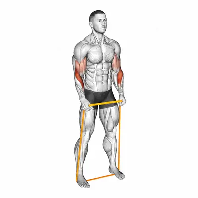 Resistance Band Hammer Curl exercise targeting Forearms and Brachioradialis