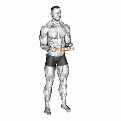 Resistance Band Pullapart (Supination at 90 Degrees) exercise targeting Back