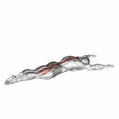 Superman exercise targeting Hips and Erector Spinae