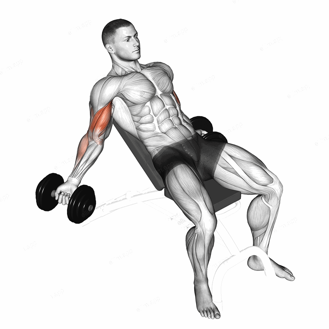 Dumbbell Incline Inner Biceps Curl exercise targeting Upper Arms and Biceps Brachii