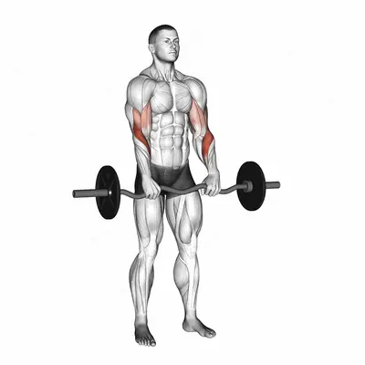 EZ Barbell Reverse Grip Curl exercise targeting Forearms and Brachioradialis