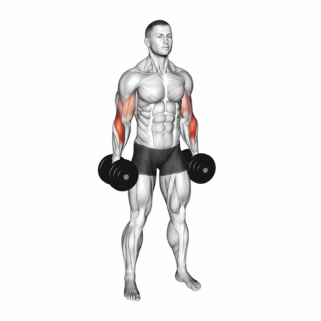 Dumbbell Standing Alternate Reverse Curl exercise targeting Forearms