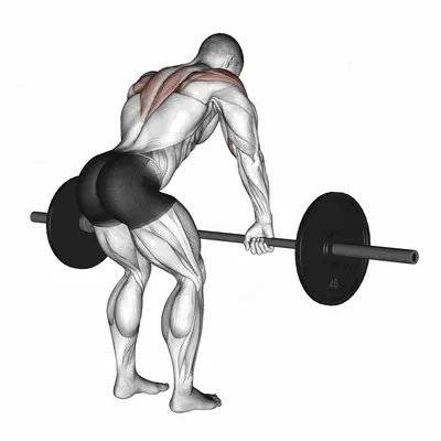 Barbell Rear Delt Row exercise targeting Shoulders and Deltoid Posterior
