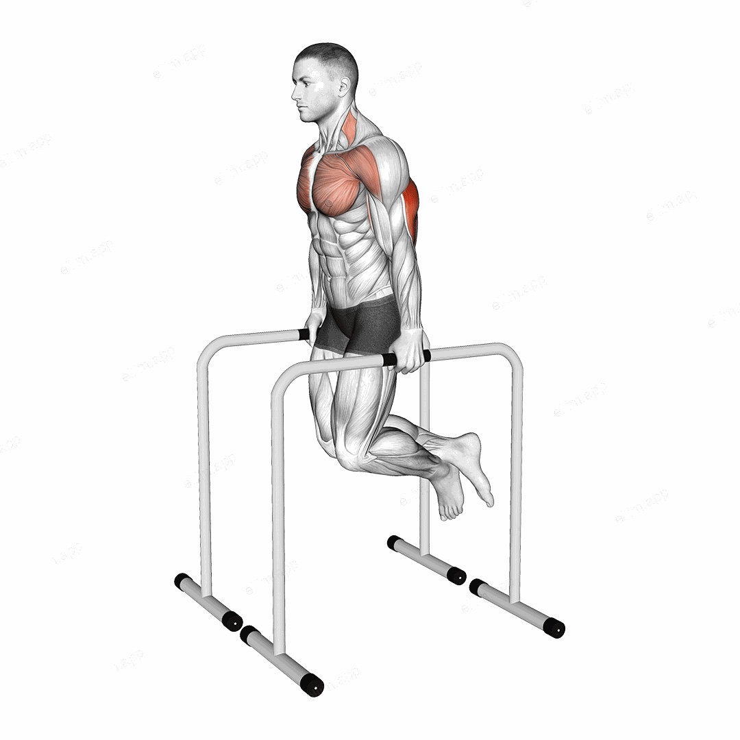 Triceps Dip on High Parallel Bars exercise targeting Upper Arms