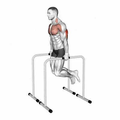 Triceps Dip on High Parallel Bars exercise targeting Upper Arms