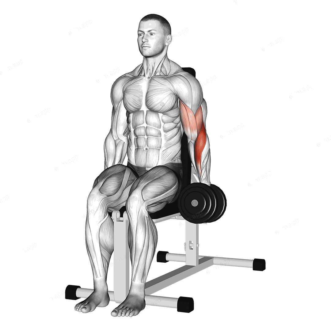 Dumbbell One Arm Seated Hammer Curl exercise targeting Upper Arms