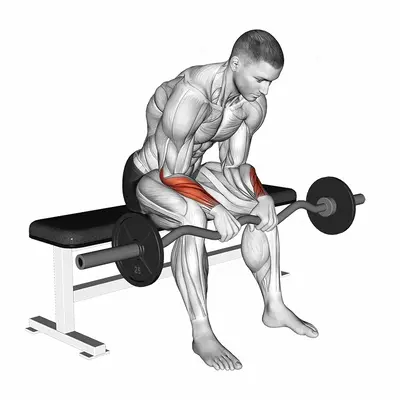 EZ Bar Seated Wrist Reverse Curl exercise targeting Forearms