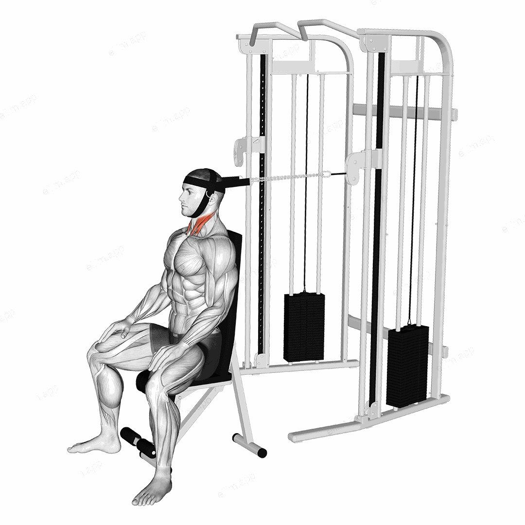 Cable Seated Neck Flexion (with head harness) exercise targeting Neck