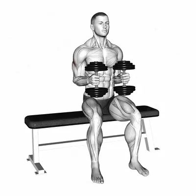 Dumbbell Seated External Rotation exercise targeting Shoulders