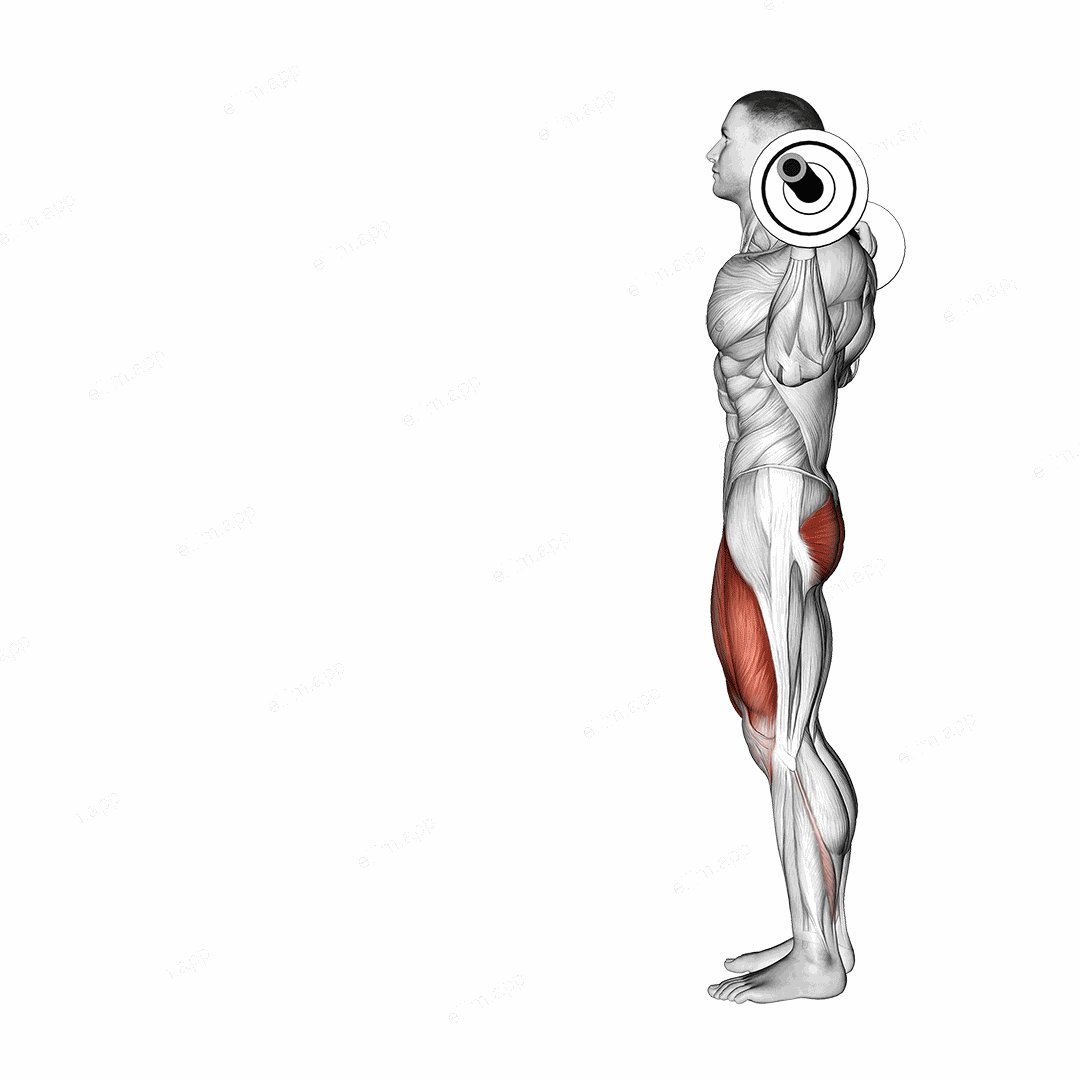 Barbell Lunge exercise targeting Thighs and Gluteus Maximus