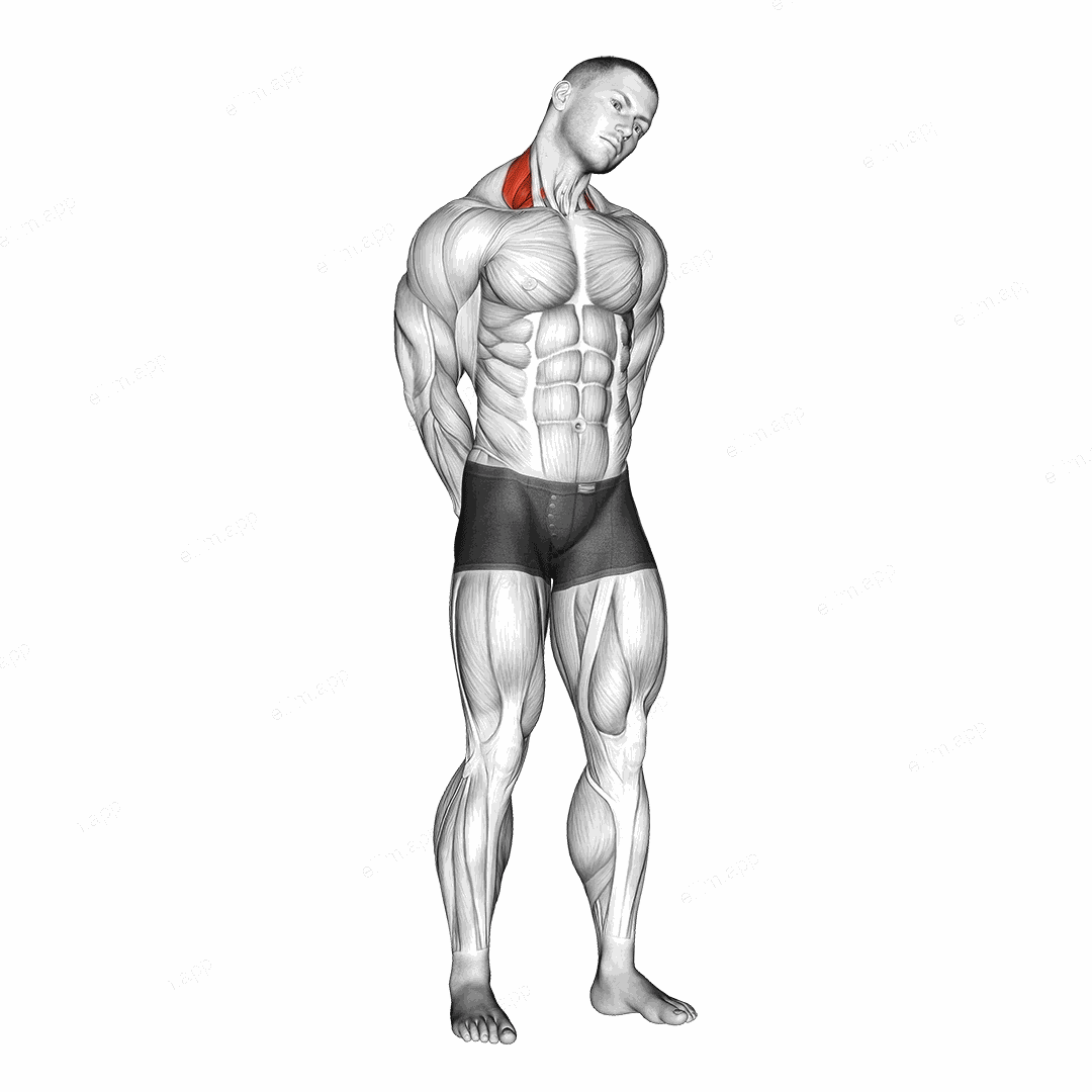 Neck Side Stretch exercise targeting Neck and Levator Scapulae
