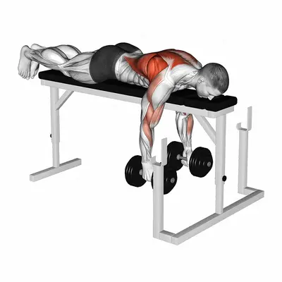 Dumbbell Lying Close Grip Parallel Row on Rack exercise targeting Back