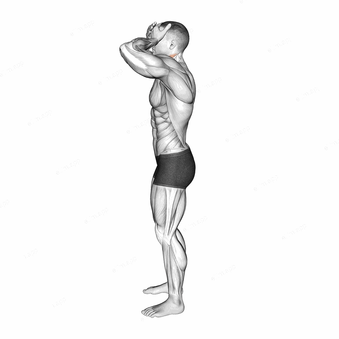 Front and Back Neck Stretch exercise targeting Neck and Sternocleidomastoid