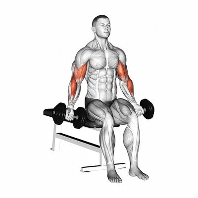 Dumbbell Seated Zottman Curl exercise targeting Upper Arms